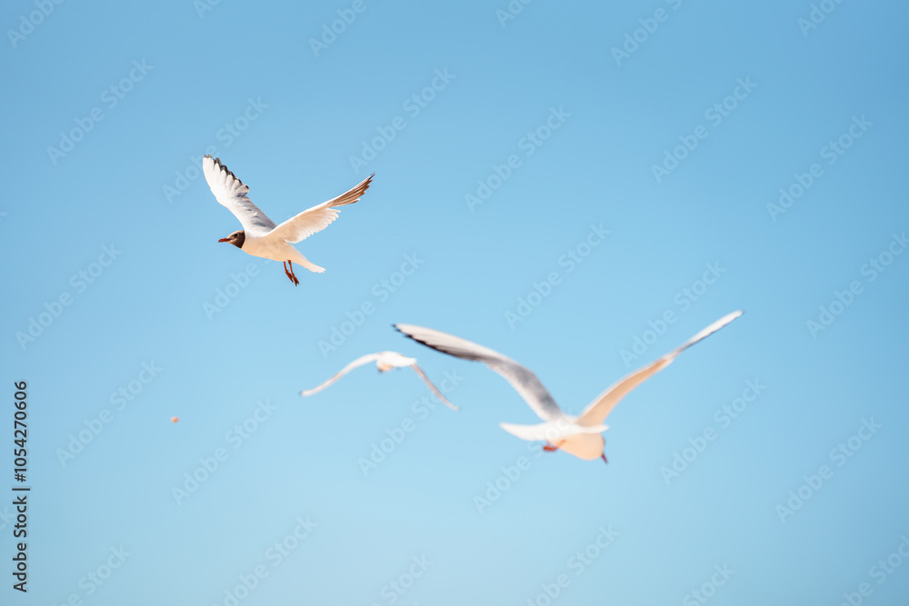 Fototapeta premium Seagulls fly against the blue sky.