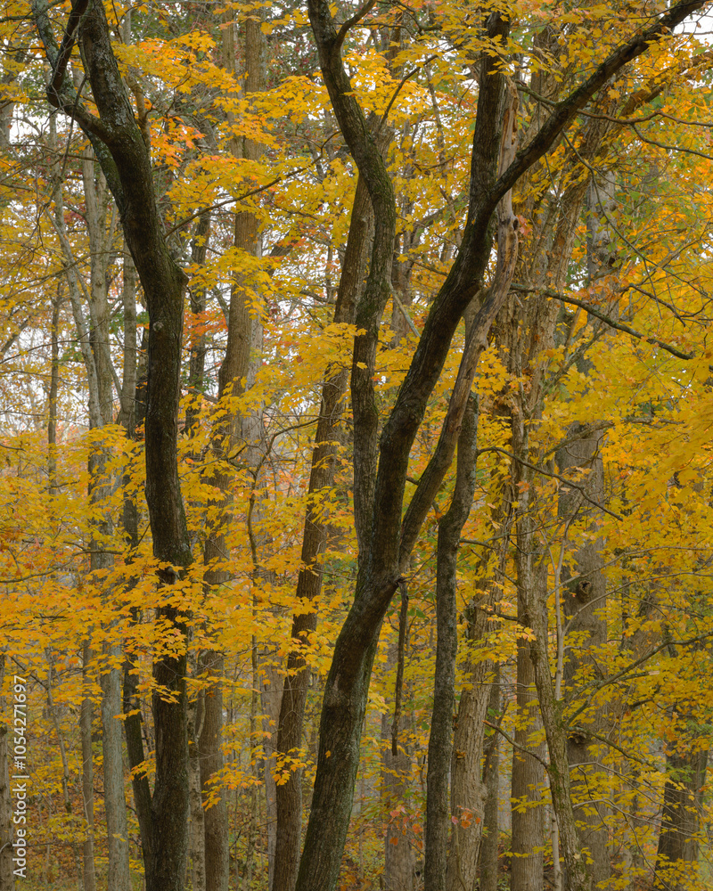 Autumn woodland forest. Yellow and orange vertical landscape. Calm and peaceful forest scene. 