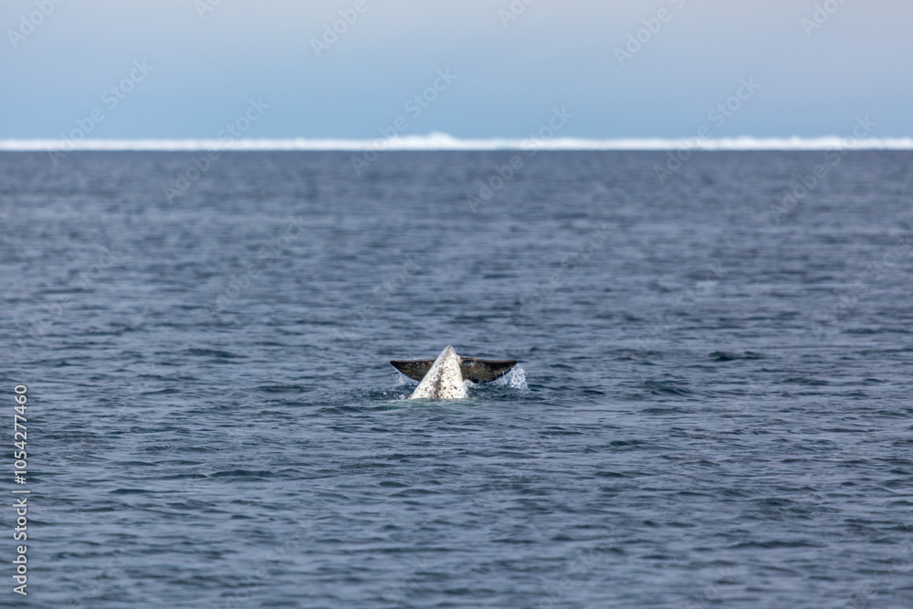 Fototapeta premium A Majestic Narwhal Surfacing in Arctic Waters at Pond Inlet
