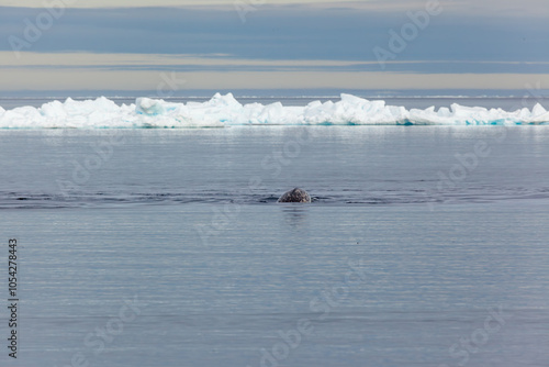 Tranquil Arctic Waters With Floating Icebergs and Marine Life