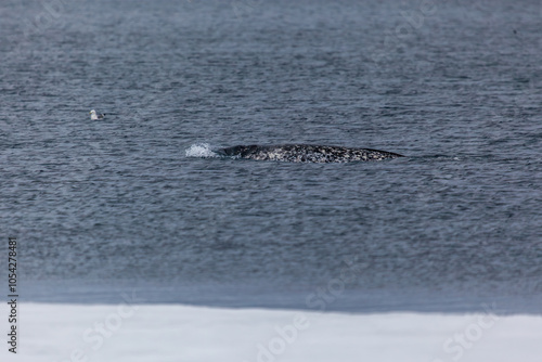 Narwhal Swimming in Arctic Ocean Near Pond Inlet Canada