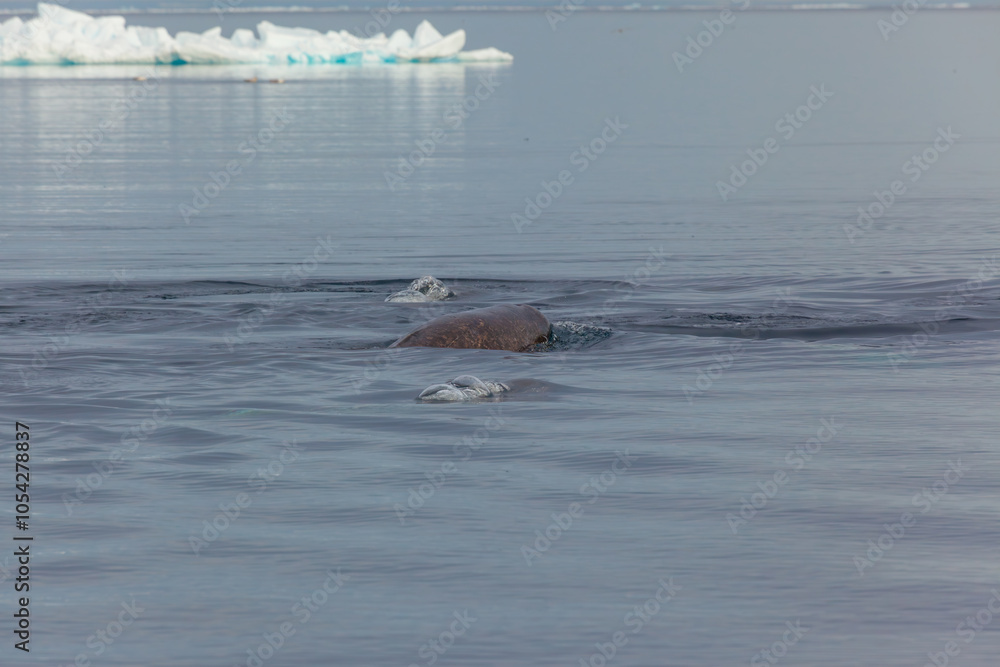 Fototapeta premium Walrus Swimming in Arctic Waters Near Icebergs in Pond Inlet
