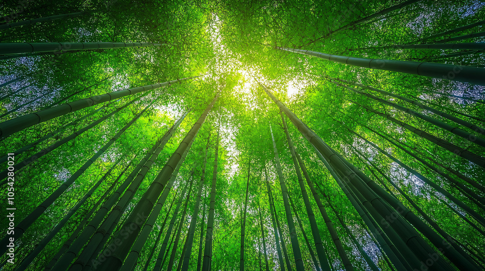 serene view of bamboo forest with lush green foliage and sunlight filtering through tall bamboo stalks, creating tranquil and refreshing atmosphere serene view of bamboo forest with lush green foliage and sunlight filtering through tall bamboo stalks, creating tranquil and refreshing atmosphere