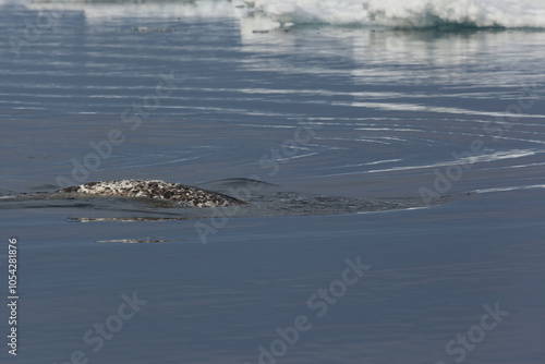 Narwhal Swimming In Arctic Waters Near Icebergs