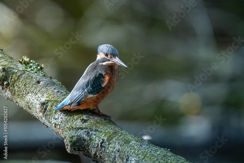 kingfisher on branch