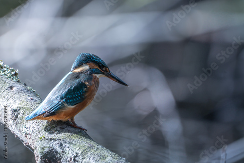 kingfisher on the branch