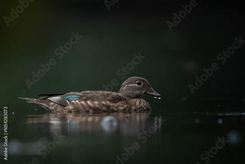 mandarinduck on a lake 