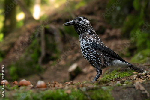 Pine Jay in the Forest