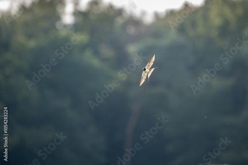 flying bird open wings