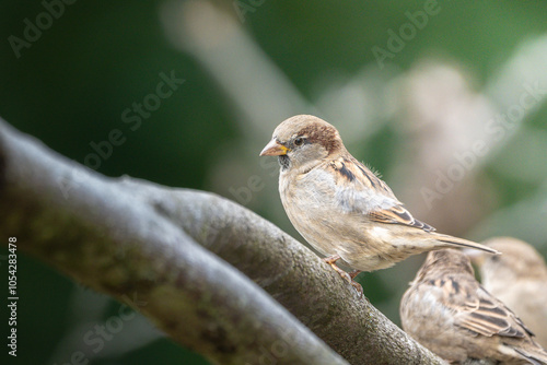 sparrow on a branch