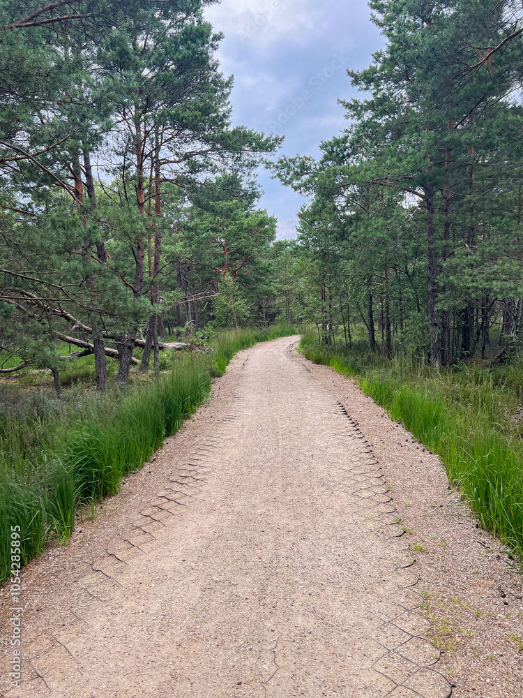 Fototapeta premium Peaceful Forest Path Winding Through Trees