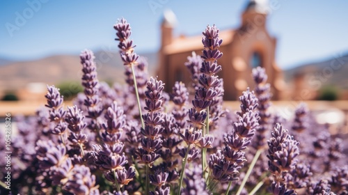 Qebele Azerbaijan tourism lavender fields HD 8K wallpaper Stock Photographic Image photo