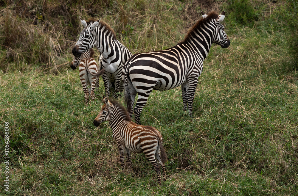 Naklejka premium Zebras with foal at Savannah grassland, Masai Mara