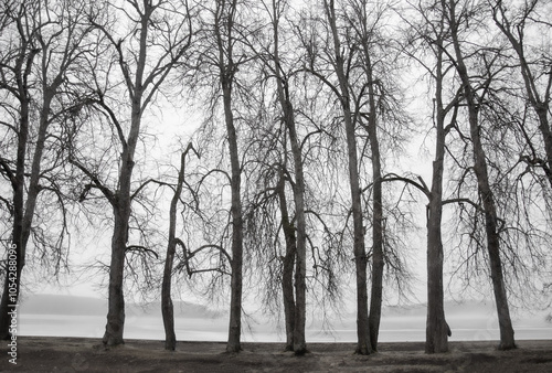 
On the border of winter. A light fog enveloped the trees, slightly blurring the outlines of the trunks. Above the lake, the fog hides the far shore with coniferous trees.