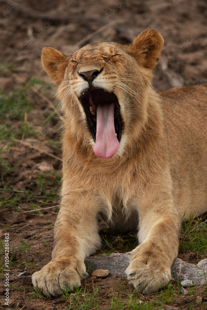 Fototapeta premium A Lion yawning, Masai Mara, Kenya