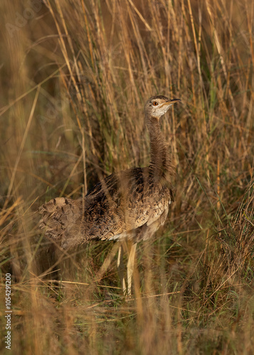 White-Bellied Bustard in themid of grasses, Masai Mara photo