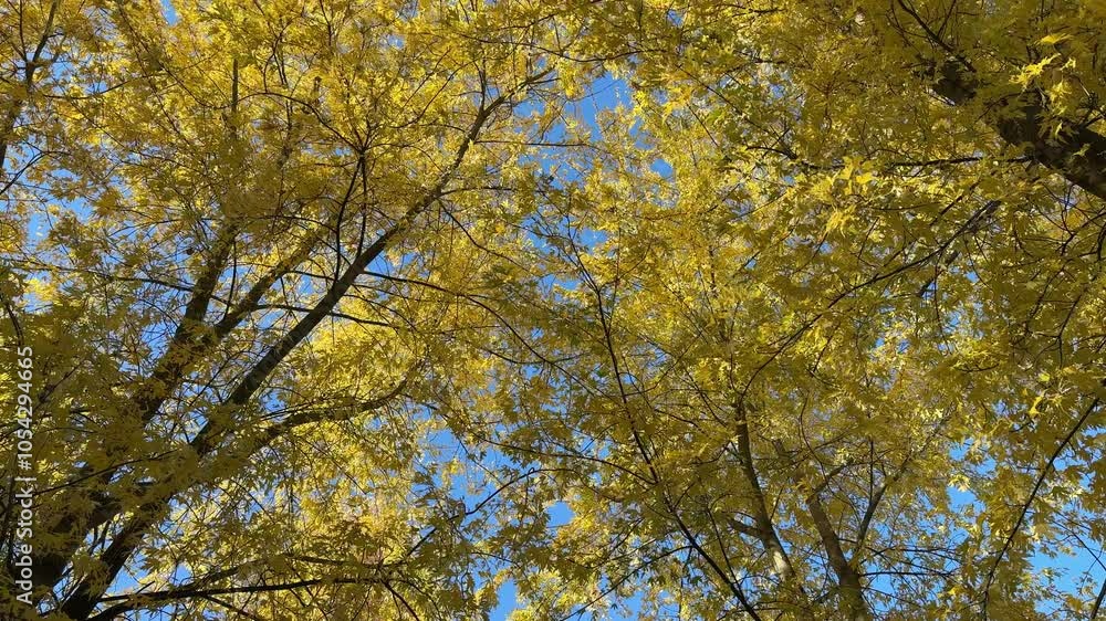 Beautiful tree with yellow leaves in autumn park. Beautiful tree with yellow leaves in autumn park.