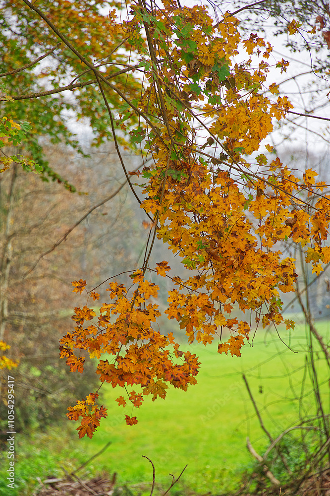 Tree branch with yellow leaves in the fall Tree branch with yellow leaves in the fall