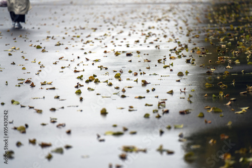 solitary figure strolls along a paved path, scattered with autumn leaves and distant puddles, embodying the serene beauty of fall. Tranquility and reflection permeate the scene photo