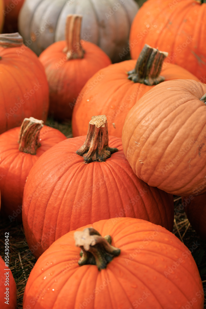 Ripe pumpkins in a pumpkin patch in the autumn, Pumpkin patch. fresh orange pumpkins.
Ripe pumpkins in a pumpkin patch in the autumn, Pumpkin patch. fresh orange pumpkins.