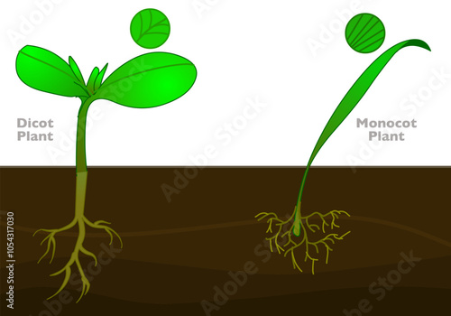 Monocots dicots differences. Flowering plants,  leaf, tap, fibrous roots, middle vein parallel venation branches. Monocotyledon vs dicotyledon, different. Vector illustration