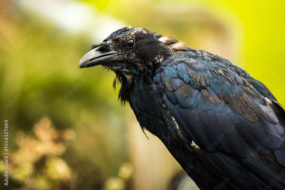Fototapeta premium Crow