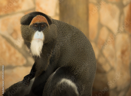De Brazza's Monkey