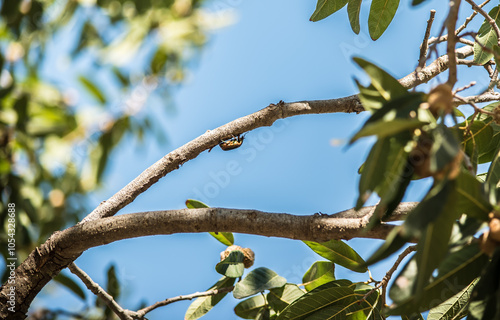 Beetle on a Branch