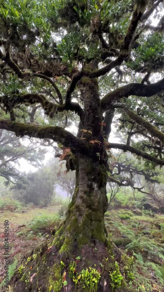 The trees of the Laurissilva Forest in Madeira in a foggy and mystical atmosphere The trees of the Laurissilva Forest in Madeira in a foggy and mystical atmosphere