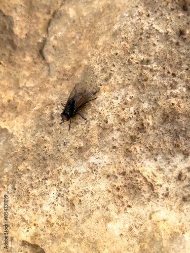 A black fly on a rock photo