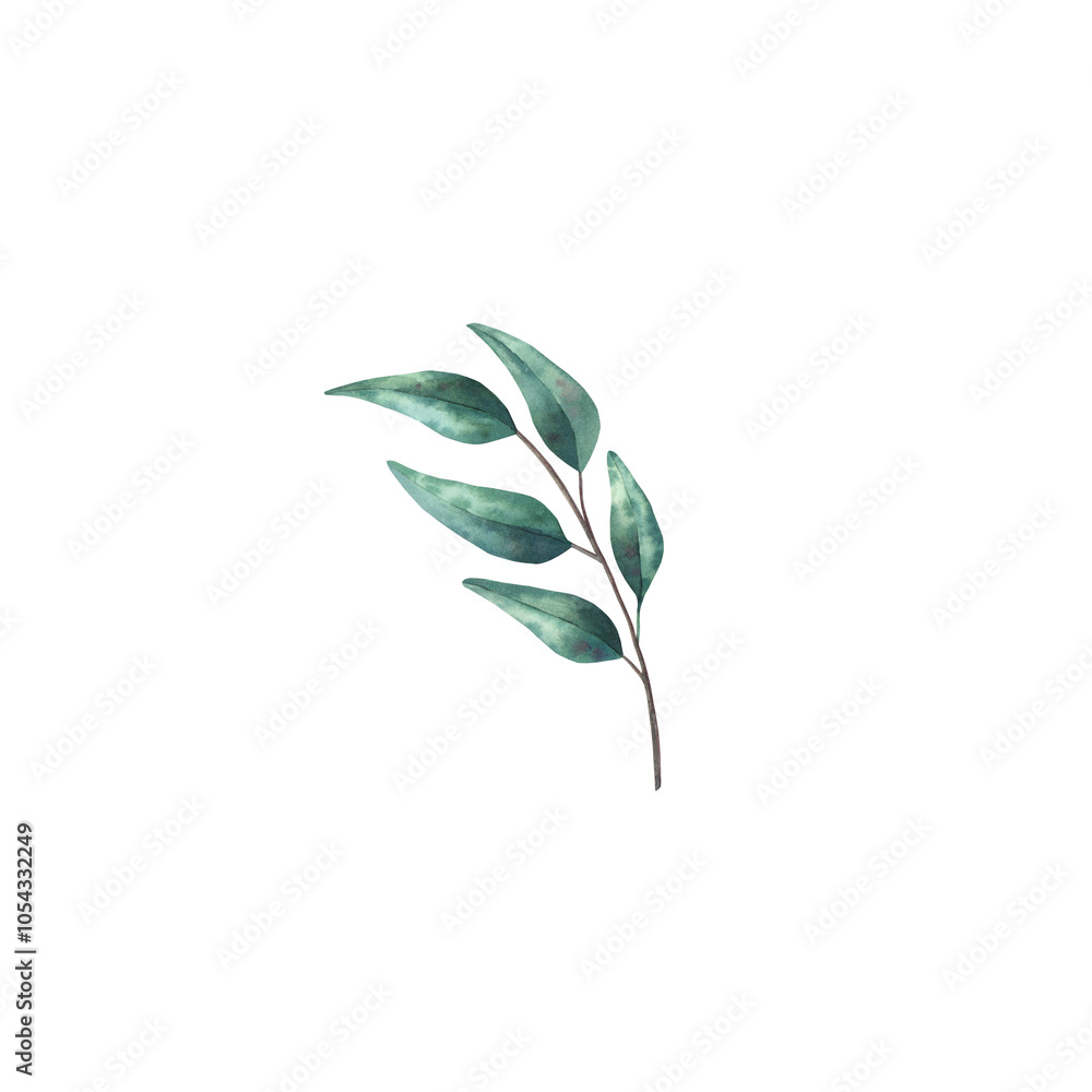 Watercolor hand drawn eucalyptus branch with green leaves.. Watercolor hand drawn eucalyptus branch with green leaves..