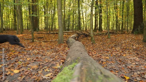 Cute little dog jumps over a tree trunk in the autumn forest-slow motion