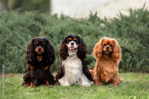 Billede på lærred Three cute cavalier king charles spaniel dogs sitting outdoors at summer