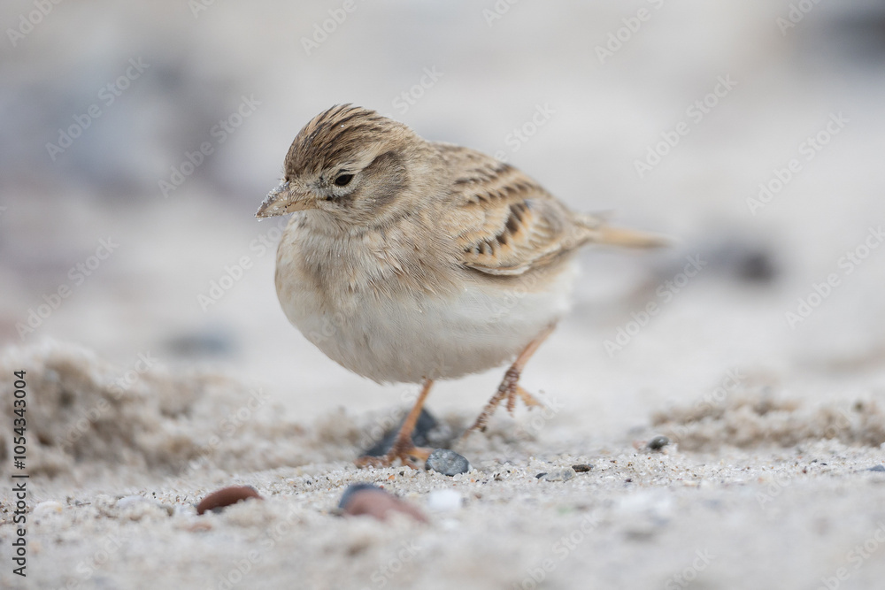 Greater short toed lark (Calandrella brachydactyla) Greater short toed lark (Calandrella brachydactyla)