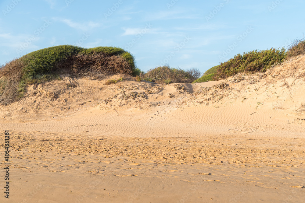 The sandy beach and dunes of Santa Maria del Focallo, on the shore of Mediterranean sea, municipality of Ispica, province of Ragusa, Sicily The sandy beach and dunes of Santa Maria del Focallo, on the shore of Mediterranean sea, municipality of Ispica, province of Ragusa, Sicily