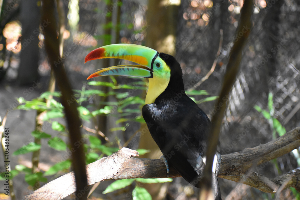 Naklejka premium Keel-billed toucan (Ramphastos sulfuratus) with mouth open, laughing, calling at Aviario Nacional de Colombia in Cartagena
