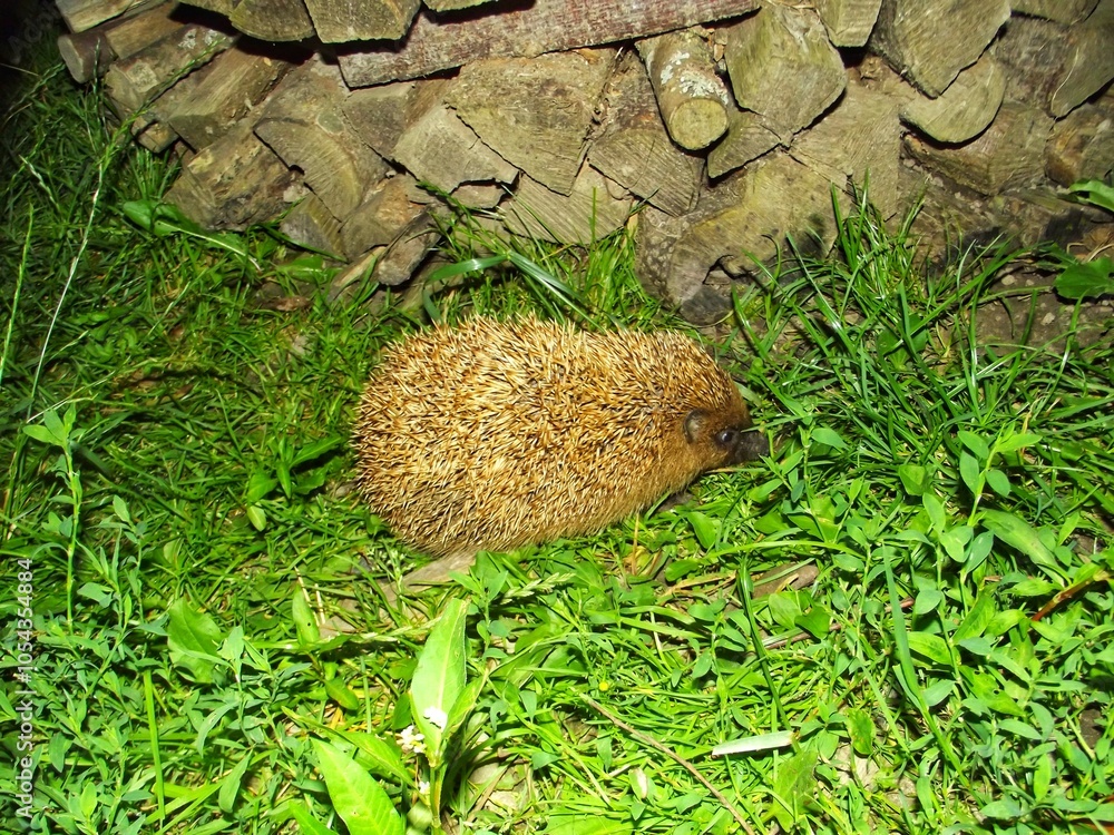 Obraz premium A young hedgehog explores a rural garden at night