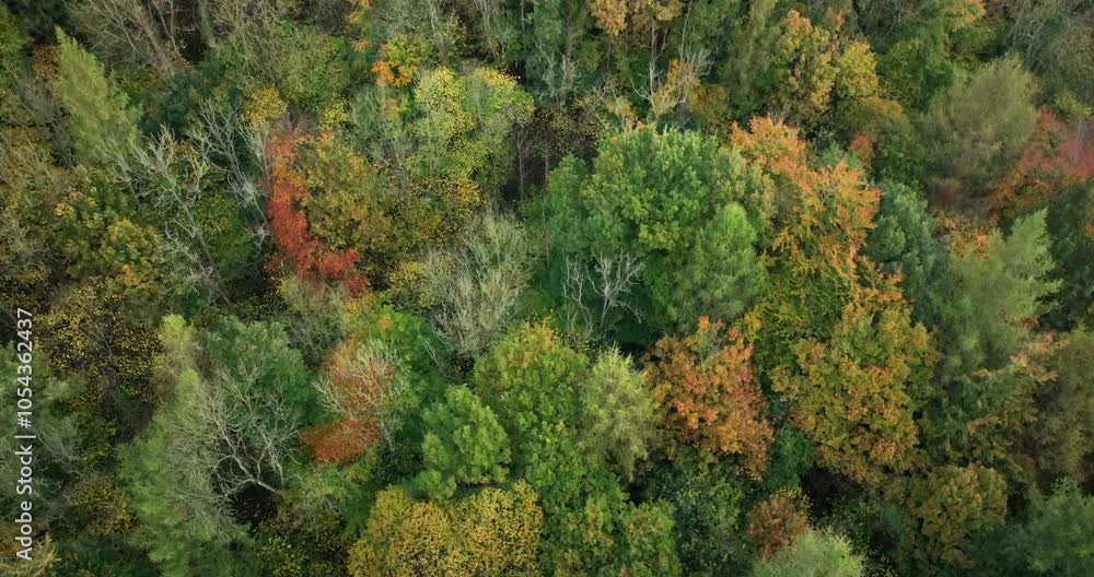 Aerial shot of treetops in a forest Aerial shot of treetops in a forest