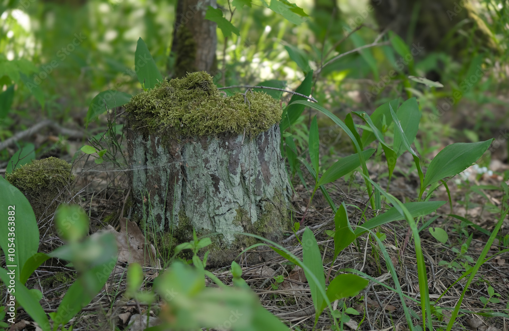 Obraz premium a stump covered with green moss