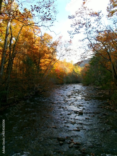 Autumn Leaves on the River