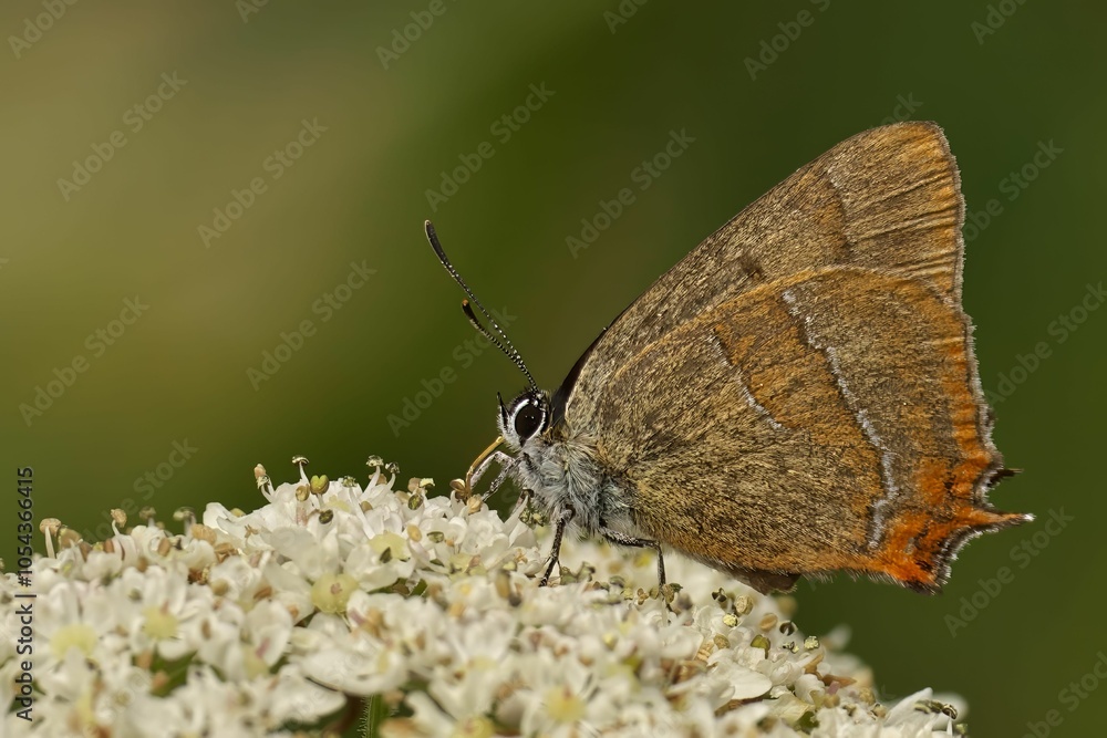 Small brown butterfly with distinctive markings on its wings perches on a cluster of white flowers