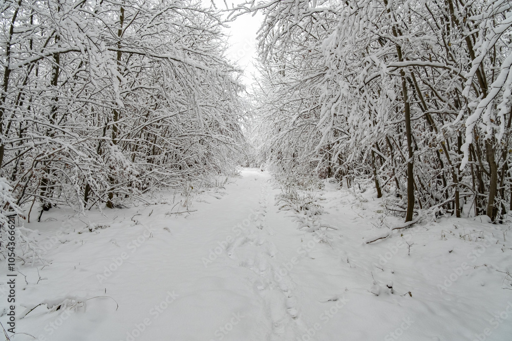 A snowy forest with trees covered in snow. The trees are bare and the snow is deep. The scene is peaceful and serene. Germany.