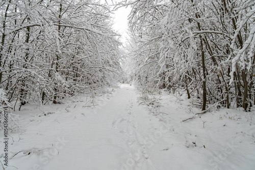Obraz na płótnie A snowy forest with trees covered in snow. The trees are bare and the snow is deep. The scene is peaceful and serene. Germany. w salonie