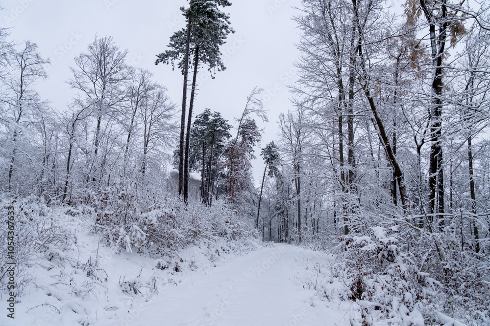 A snowy forest with trees covered in snow. The trees are bare and the snow is deep. The scene is peaceful and serene. Germany.