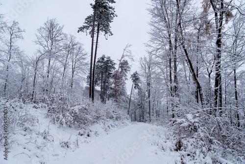 Obraz na płótnie A snowy forest with trees covered in snow. The trees are bare and the snow is deep. The scene is peaceful and serene. Germany. w salonie