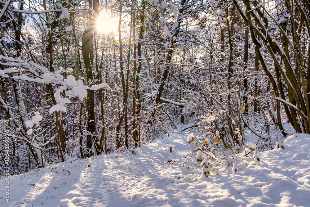A snowy forest with trees covered in snow. The trees are bare and the snow is deep. The scene is peaceful and serene. Germany.