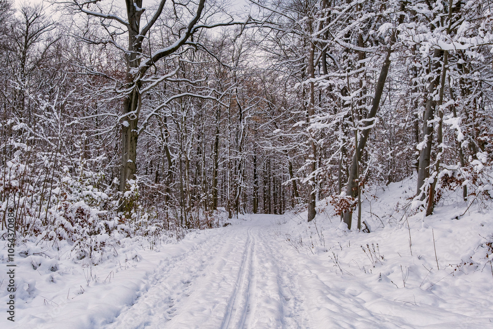 A snowy forest with trees covered in snow. The trees are bare and the snow is deep. The scene is peaceful and serene. Germany. A snowy forest with trees covered in snow. The trees are bare and the snow is deep. The scene is peaceful and serene. Germany.