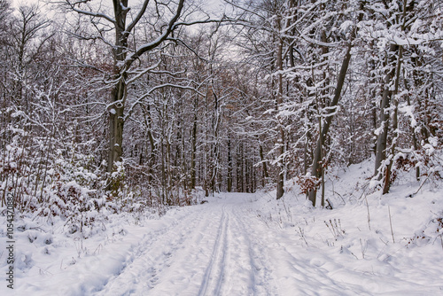 A snowy forest with trees covered in snow. The trees are bare and the snow is deep. The scene is peaceful and serene. Germany.