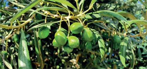 Green olives on a branch. Olives in Spain. Olive tree. Olive oil. Extra virgin.