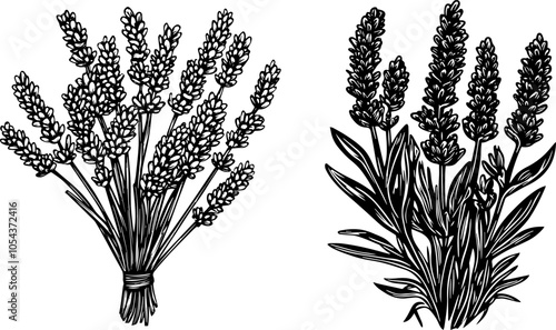 Vintage vector set of lavender bouquets. Hand drawn black line sketches of Lavandula flowers, branches, and leaves.